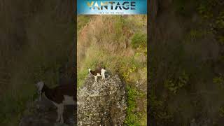 Are the Aravalli Hills at Risk | Vantage with Palki Sharma