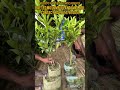 grafted plant available for sale home delivery available #plantnursery #plants #homegarden #shorts