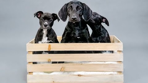 Chasing Frames Episode 08 - Rescue Puppies