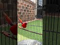 Hummingbird | Kolibri raja ekor merah