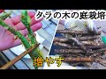 庭でタラの芽栽培とタラの芽の天ぷら 田舎暮らし 自給自足
