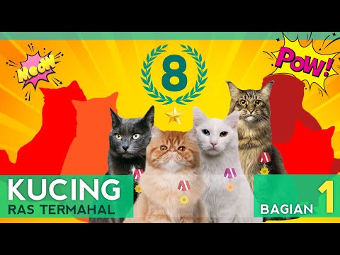 Video: Ras Kucing: Kabut Australia