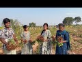 EP120 | Harvesting Organic K-6 [ Kadiri-6 ] Groundnuts | K6 వేరుశనగ రకం Harvest | Naiwik Farms