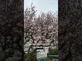 اذ نادى ربه اكسبلور اشتراك بالقناة لايك تصميمي دويتو ترند  حالات واتس ايات