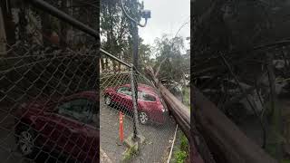 Trees Fall on Cars Due To Strong Winds in San Francisco