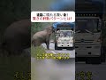 道路に現れる賢い象! 驚きの行動パターンとは! #野生動物 #象 #サトウキビ #自然共存 #動物行動学