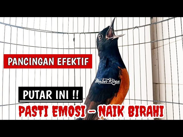 PANCINGAN MURAI BATU EFEKTIF NAIKKAN EMOSI DAN BIRAHI‼️SEKALI PUTAR MURAI BATU APAPUN LANGSUNG NYAUT class=