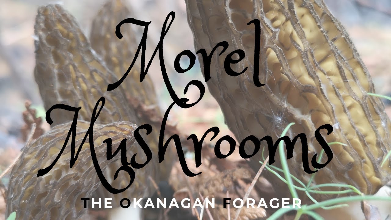Morel Mushroom Foraging In The Okanagan YouTube