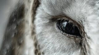 Whats the link between Owls and Aliens?
