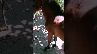 VITAMIN B-Complex shorts horse