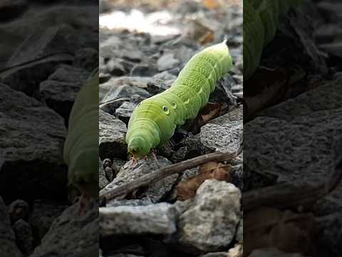 5 Amazing Insect