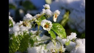 Как спасти цветок клубники от мороза