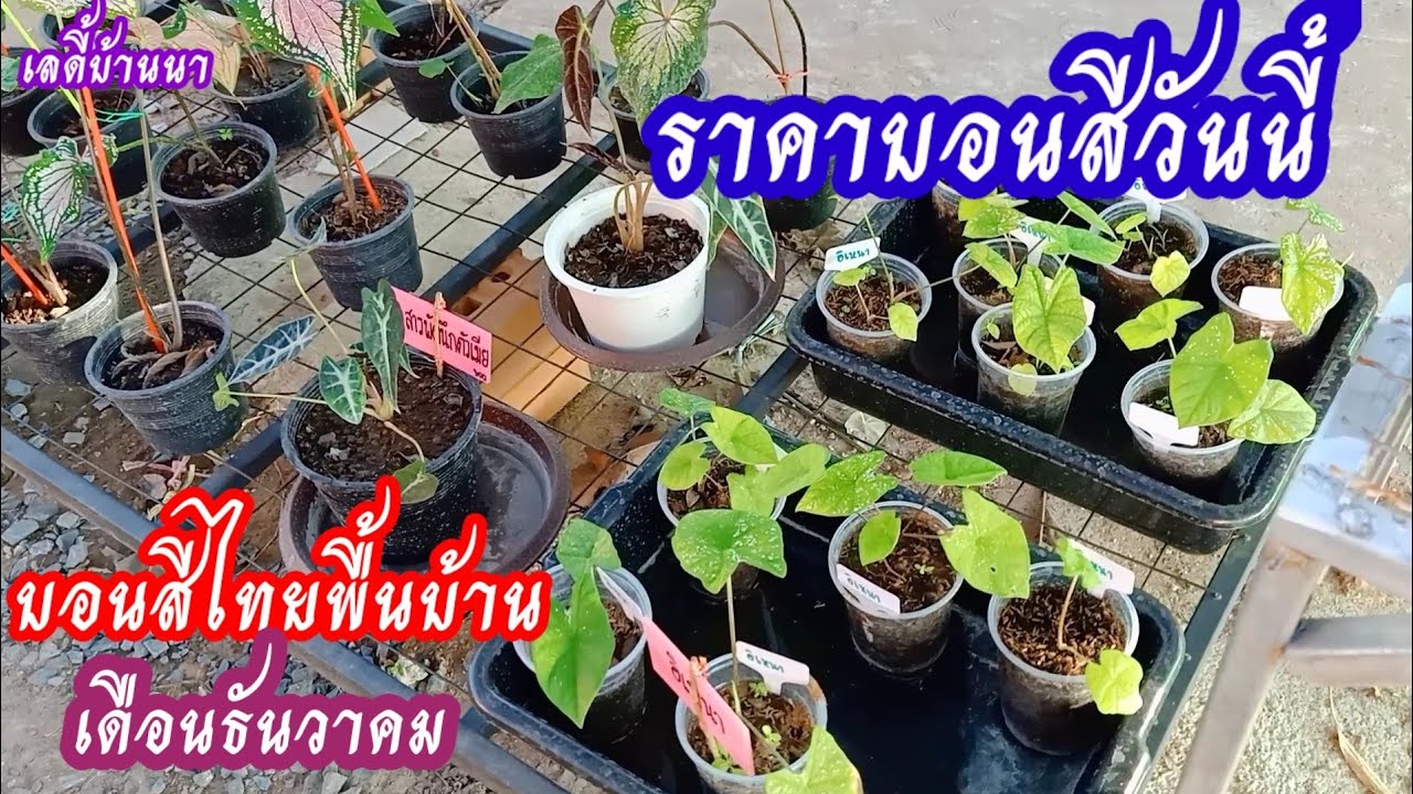 ราคาบอนสีวันนี้ เช็คราคาบอนสีไทยพื้นบ้านต้นเดือนธันวาคม
