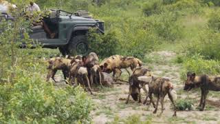 African Wild Dog Kill Wildebeest Calf, Singita Sabi Sands (GRAPHIC CONTENT)