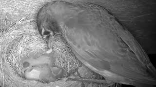 Robin Nest: Day 3, Third & Fourth Eggs Hatch!