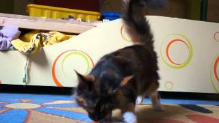 Котенок мейн-кун Buycatme Feerie играет. Котенок мейн-кун Buycatme Feerie играет.