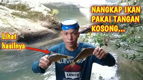Nangkap ikan pakai tangan kosong‼️