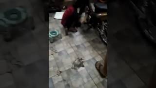 All New Jupiter Z Bore Up 150Cc 58 By Sms Ahon Top Jaya