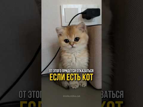 Вам придется отказаться от этого, если у вас есть кот🐱🤌