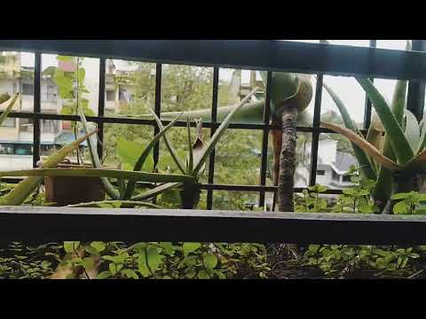 Video: Ali lahko sadike redkvice preživijo zmrzal?