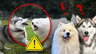 Samoyed  DOG VS Alaskan malamute DOG