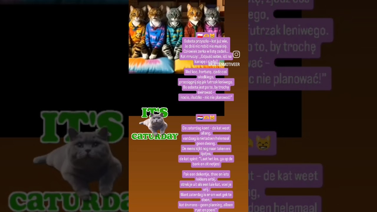 De zaterdag komt – de kat weet allang,vandaag is nietsdoen helemaal geen ...😸 #dc #cats #zaterdag