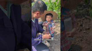 我勤劳的父亲 知道我喜欢吃西瓜,今天特意帮我种瓜 #父子情深