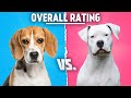 Beagle vs Argentine Dogo: Who Will Better Guard Their Owner?