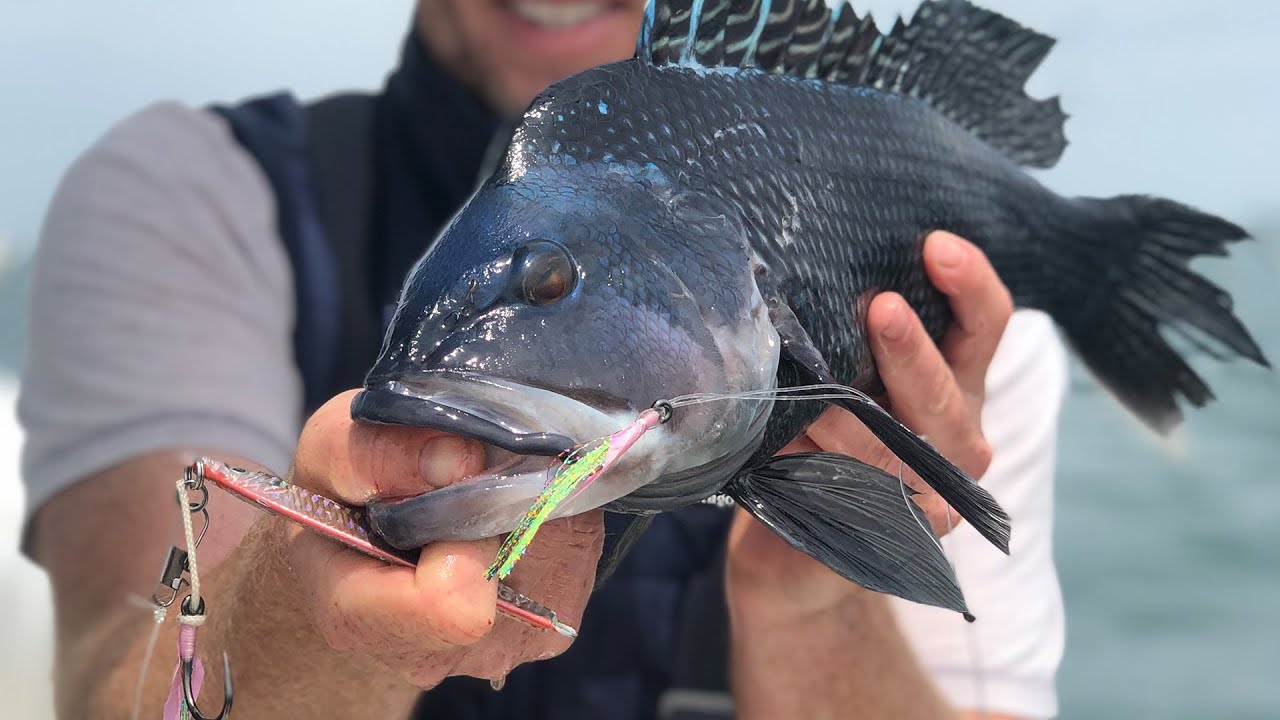 Seabass Fishing Cape Cod  Hogy Jig-Biki Teaser Rig 