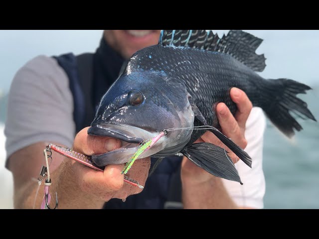 Seabass Fishing Cape Cod  Hogy Jig-Biki Teaser Rig 
