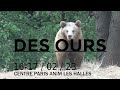 Des ours  compagnie lucirnaga