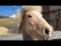 Horse barn. Private horse farm. What is the average cost of building a horse barn?