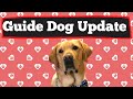 Guide Dog Update