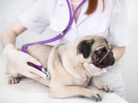 Video: Lungenentzündung (bakteriell) Bei Hunden