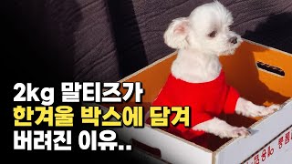 한겨울 박스에 담겨 길가에 버려진 유기견 말티즈 '새봄'이의 아픈 이야기