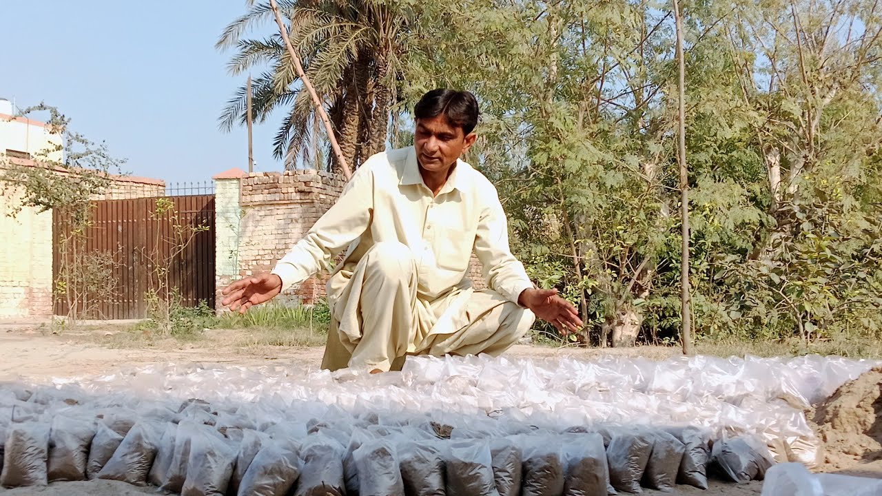 Kadoo ka beej thailion men Laga diya (pumpkin seeds have been planted ) grow pumpkin at home