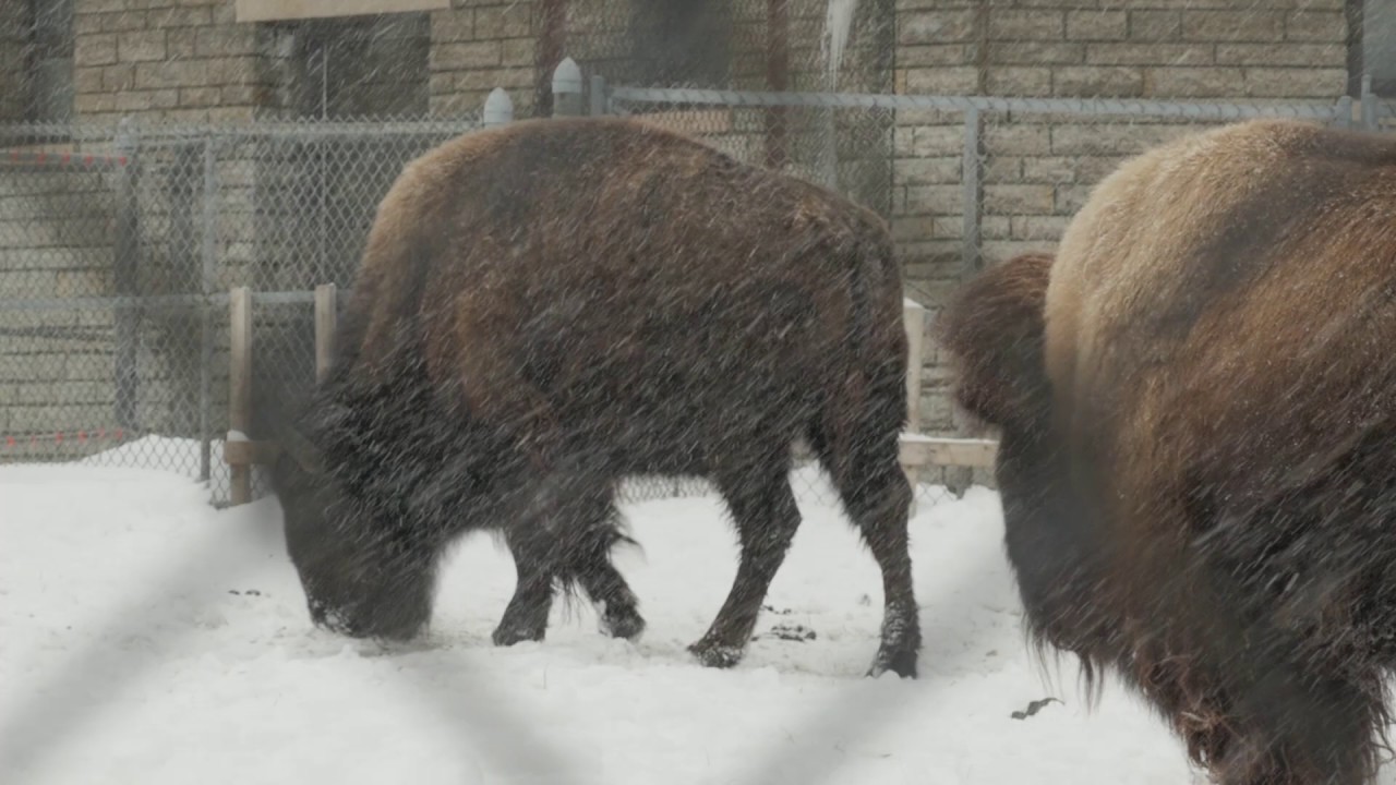 Winter Animals At Como Zoo YouTube winter-animals-at-como-zoo-youtube