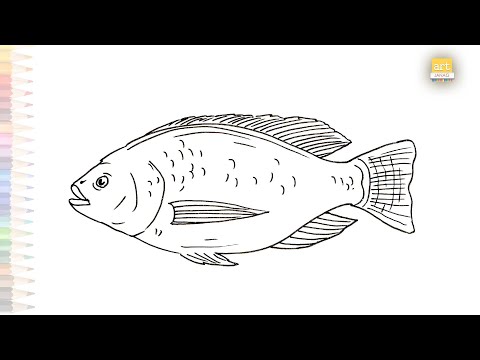 Nile tilapia fish