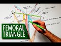 Femoral Triangle - Boundaries and Contents | Anatomy Tutorial