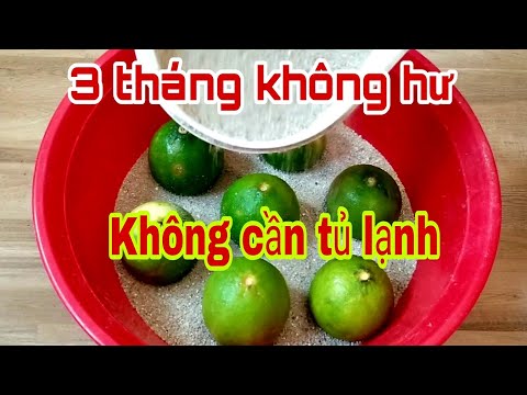 Video Cánh bảo quản Chanh tươi nguyên trái không cần tủ lạnh. - youtube