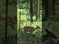 #Deer