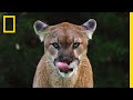 See why the mysterious mountain lion is the bigfoot of big cats  short film showcase