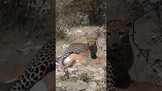 Leopard catched an impala #shorts #leopard #etosha