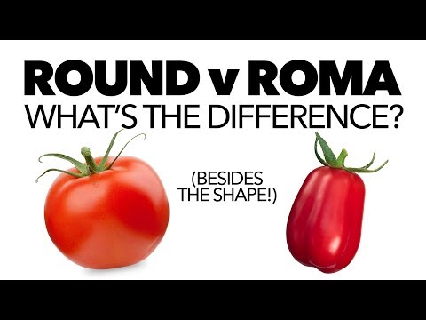 Video: Tomato 