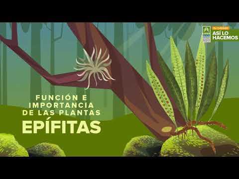 Video: Información sobre el cultivo y montaje de epífitas y el cuidado de las plantas epífitas