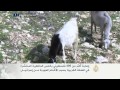 إصابة أكثر من أربعمائة فلسطيني