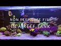 How to keeping non reef safe fish in a reef tank