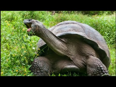 Vídeo: Dicas De Que Tartarugas Gigantes 'extintas' Vivem