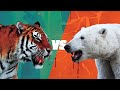 TIGRE SIBERIANO VS URSO POLAR (REALIDADE) / SIBERIAN TIGER VS POLAR BEAR (REALITY)