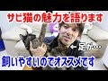 サビ猫の魅力を語ります…とても飼いやすいし最初に飼う猫にオススメ
